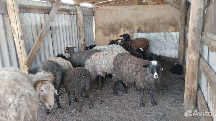 Бараны на Курбан Байрам