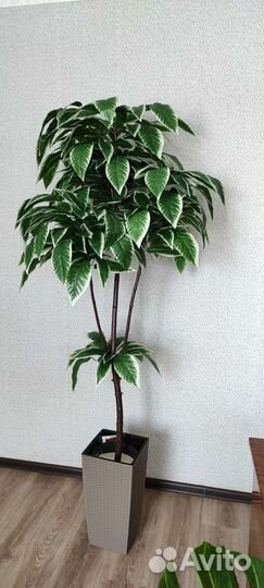 Манго, бамбук, фикус 