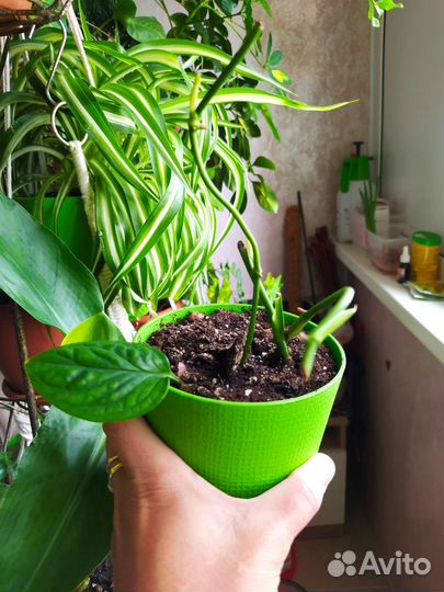 Монстера карстенианум перу