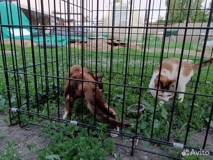 Трёхцветные кошечки