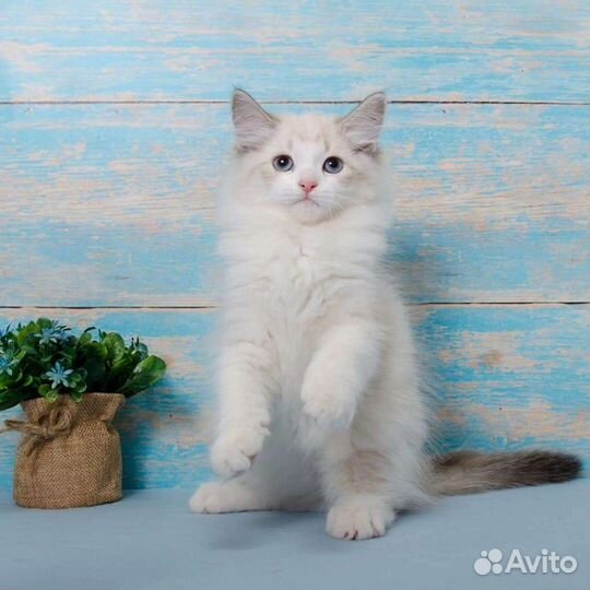 Нарядные котята