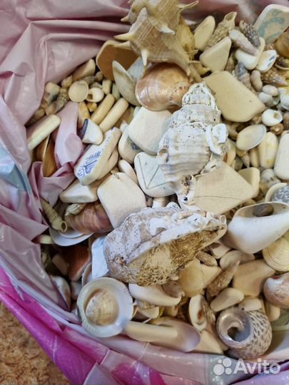 Морские ракушки раковины и останки посуды
