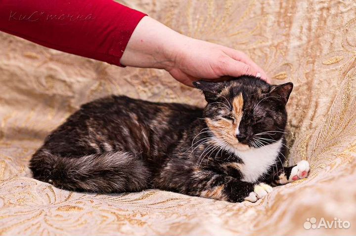 Трехцветная кошка