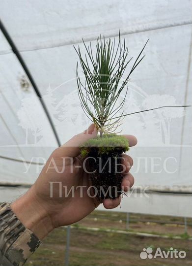 Сеянцы Лиственницы Сибирской с зкс