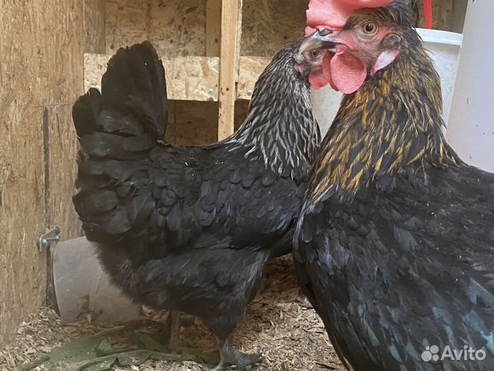 Виандот с голубым окаймлением