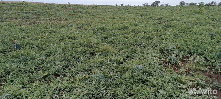 Арбуз холодок