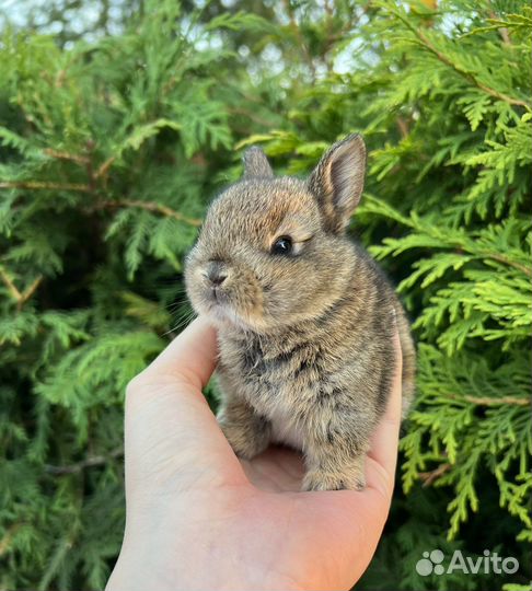 Декоративные карликовые крольчата, minor, mini LOP