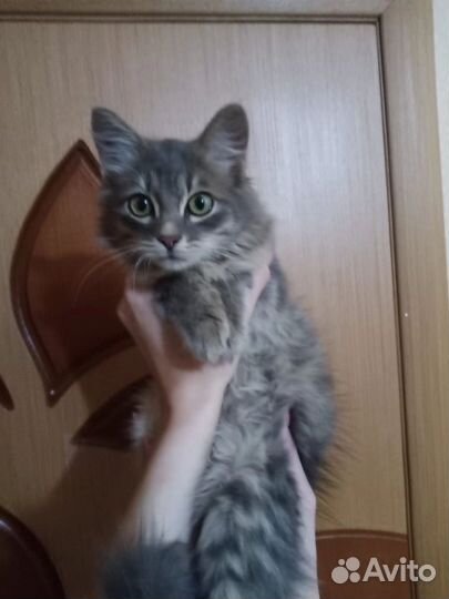 Котенок мальчик в добрые руки