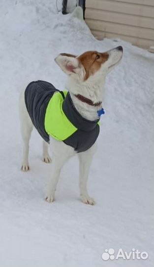 Собачка средняя метис лайки и Уэльской овчарки