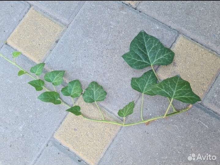 Плющ европейский (хедра),чайная роза