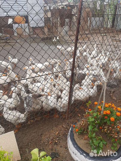 Гуси белые порода линда и серые