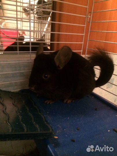 Передержка мелких животных