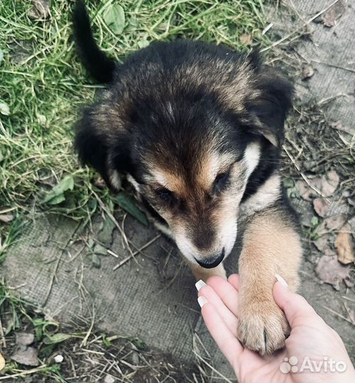 Собака в добрые руки