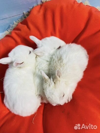 Голубоглазые белые Карликовые крольчата