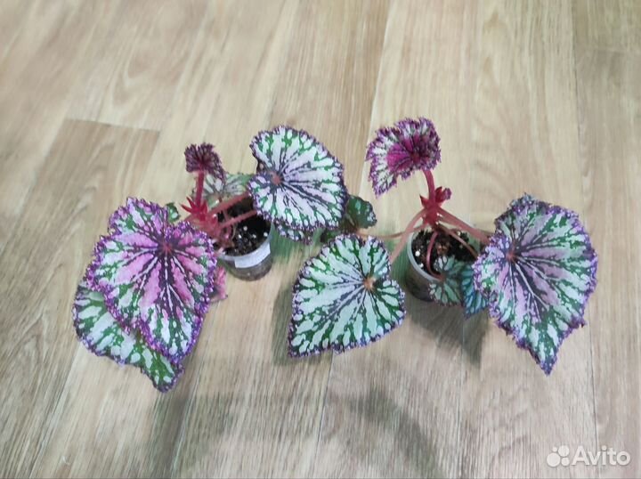 Декоротивно лиственная бегония