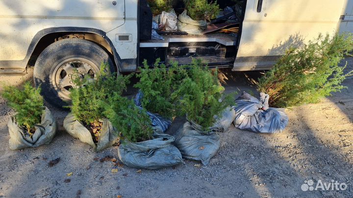 Можжевельник