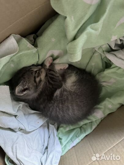 Котенок девочка в добрые руки