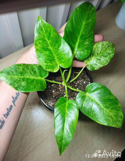 Филодендроны Коллекционные