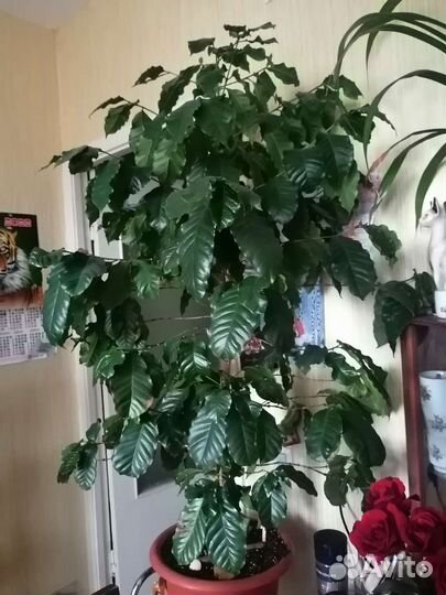 Кофе Аравийский