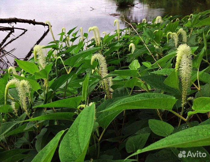 Прудовая редкость заурурус