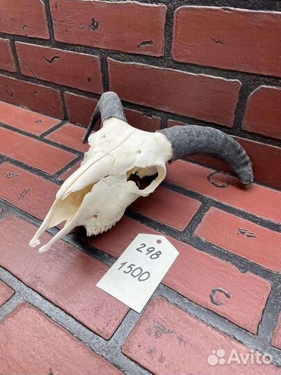 Череп барана