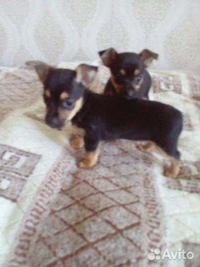 Мини той-терьер щенки