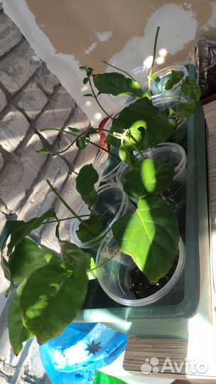 Жасмин.Комнатные цветы