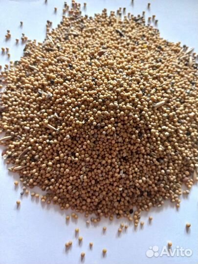 Семена белой горчицы