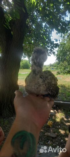 Яйца для инкубации.Петухи