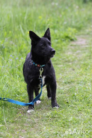 Собака Шерри