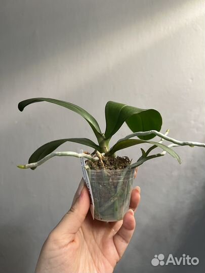 Орхидея фаленопсис Гриссини пелорик