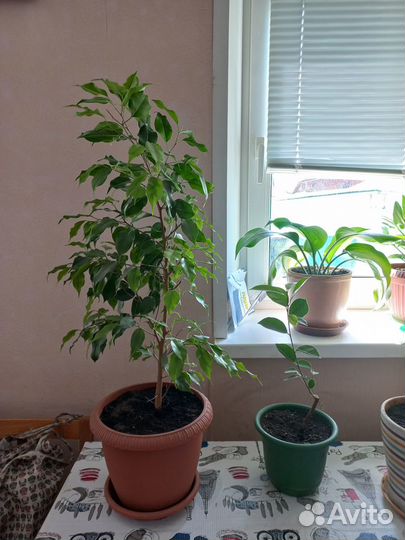 Фикус бенджамина и другие