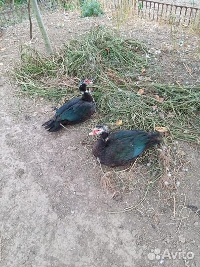 Индоутки мускусные