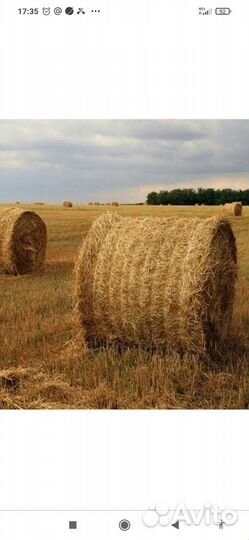 Солома овсяная