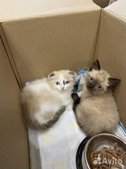 Сиамские котята (кошечки)
