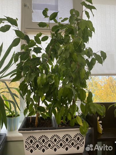 Фикус бенджамина