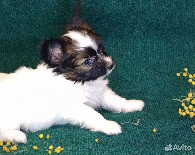 Папийон щенок