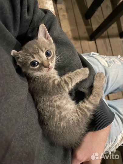 Русская голубая отдам