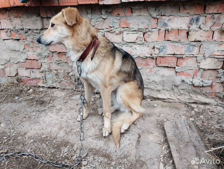 Собаки в добрые руки