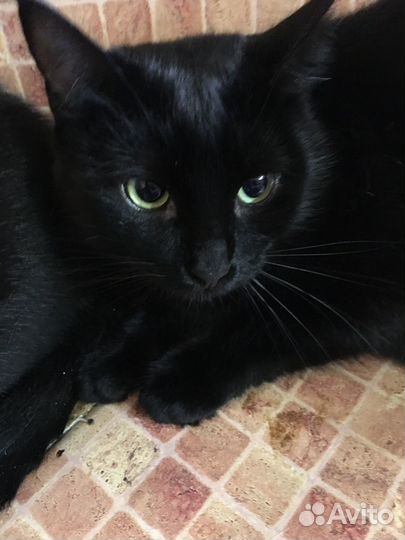 Кот Макс