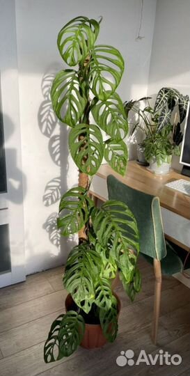 Монстера эскилето