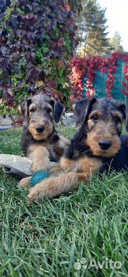 Щенки эрдельтерьера