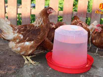 Куры-несушки Хайсекс Браун/5 мес./на яйце, Кронштадт