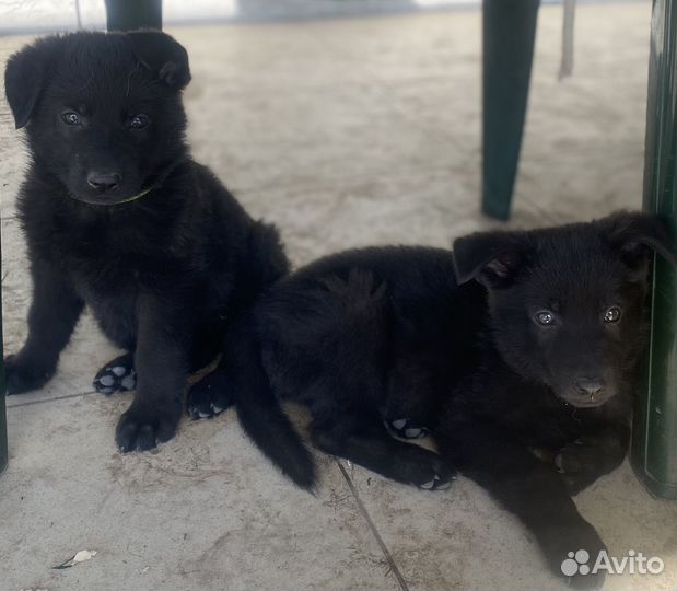 Щенки немецкой овчарки рабочего разведения