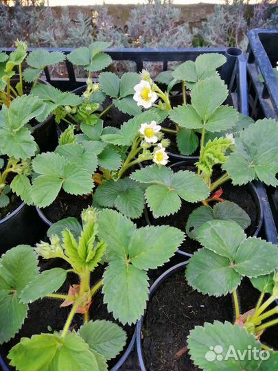 Клубника ремонтантная 