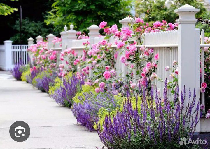 Лаванда синева