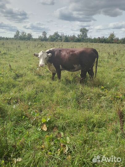 Коров стельных, тёлочек
