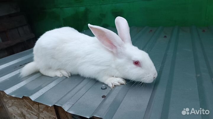 Кролики паннон