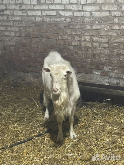 Козел производитель молочного направленя