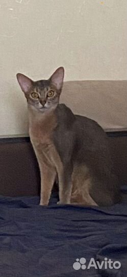 Абиссинская кошка